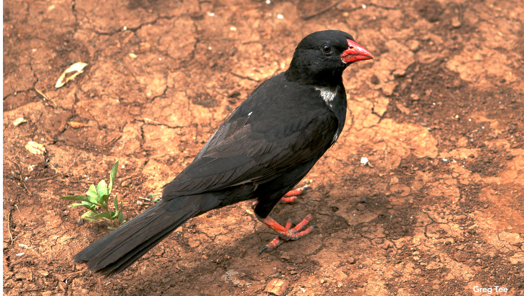 Buffalo_Weaver